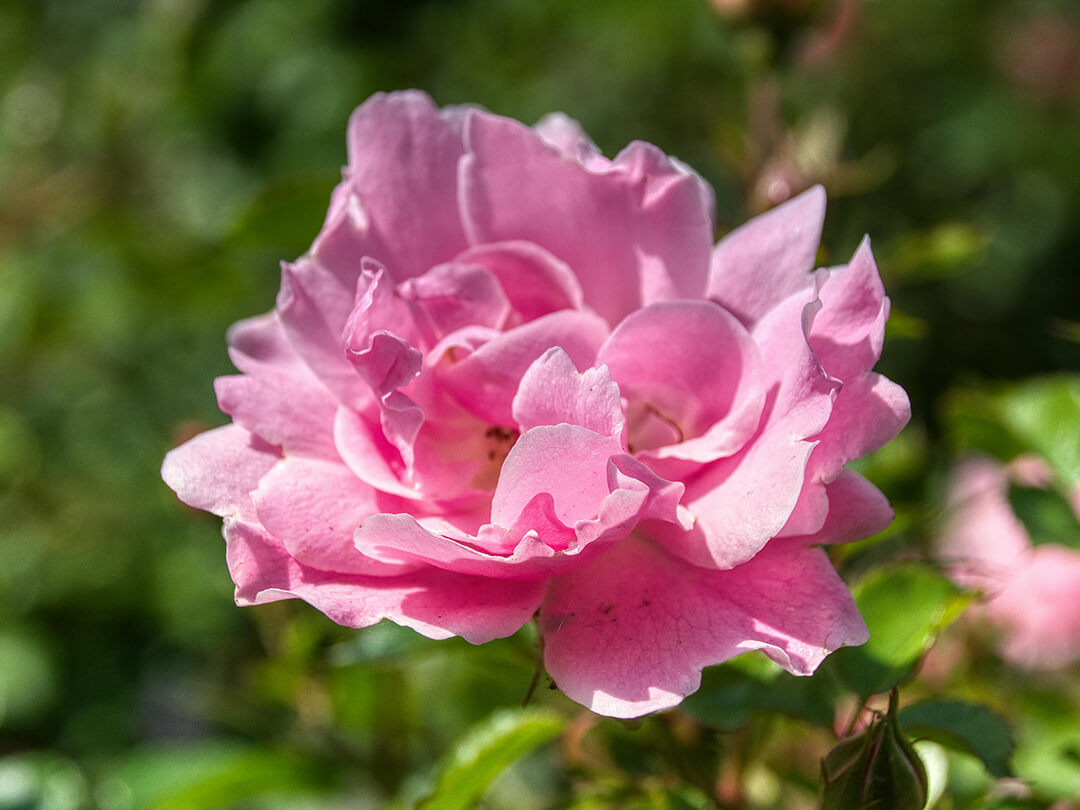 Rosenwasser Wirkung Haut
